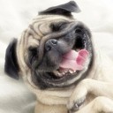 Pug เป็นหมาตลก