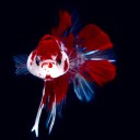 สมาชิกหมายเลข 4083467