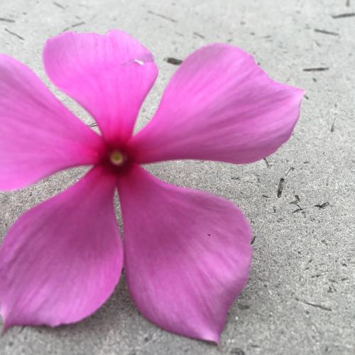 สมาชิกหมายเลข 4521795