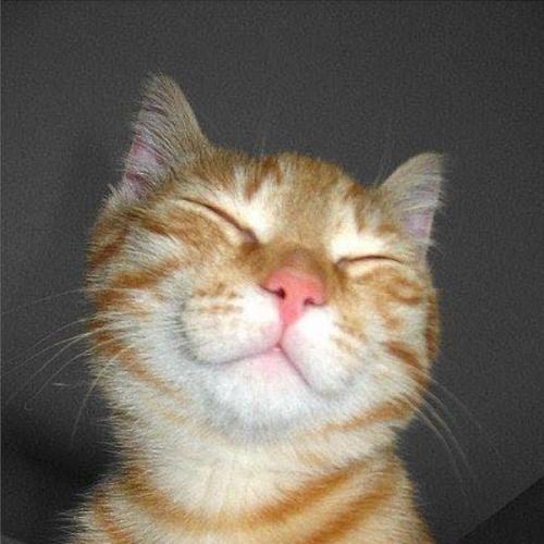 สมาชิกหมายเลข 5683229