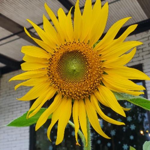 ตะวันยิ้มร่า