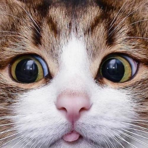 สมาชิกหมายเลข 6265827