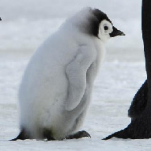 คะน้าไม่ขมนะ