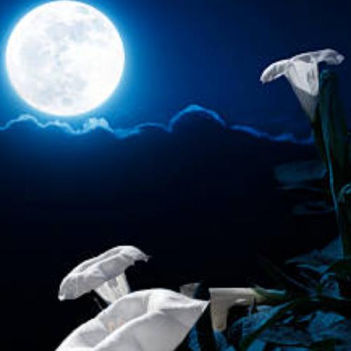 แก้มกลม ชมจันทร์