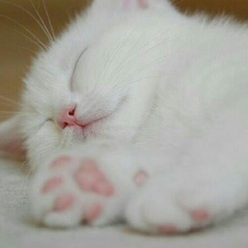 สมาชิกหมายเลข 4523989