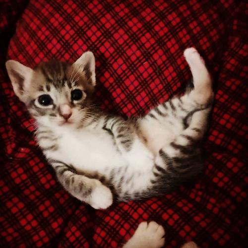 สมาชิกหมายเลข 4861798