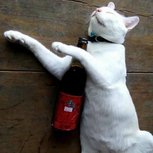 สมาชิกหมายเลข 4524185