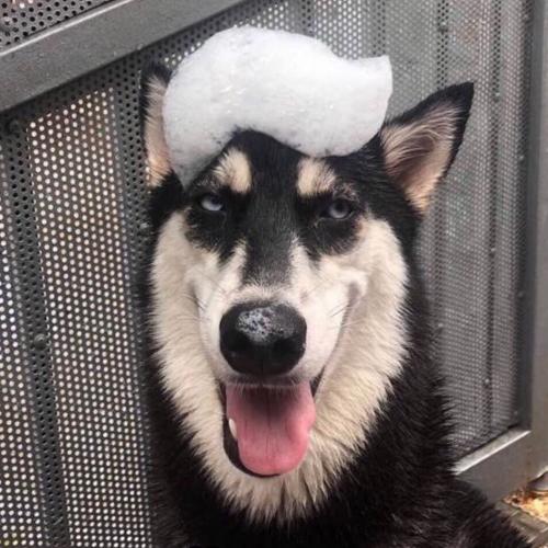 สมาชิกหมายเลข 5243528