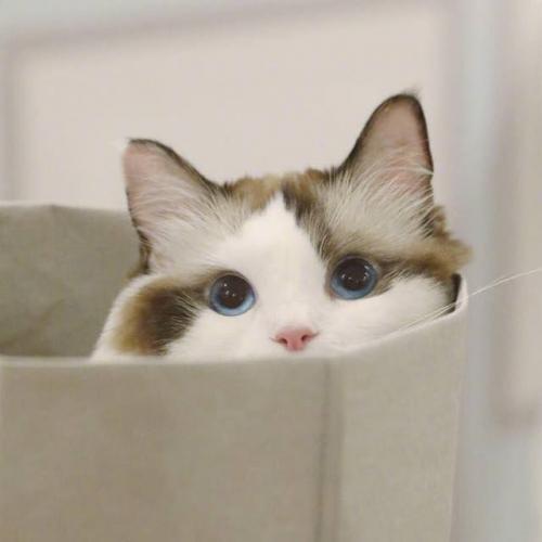 สมาชิกหมายเลข 5251712