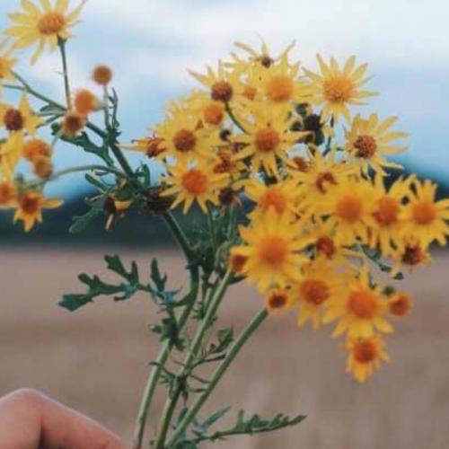 สมาชิกหมายเลข 6926442