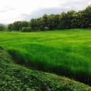 สมาชิกหมายเลข 4084510