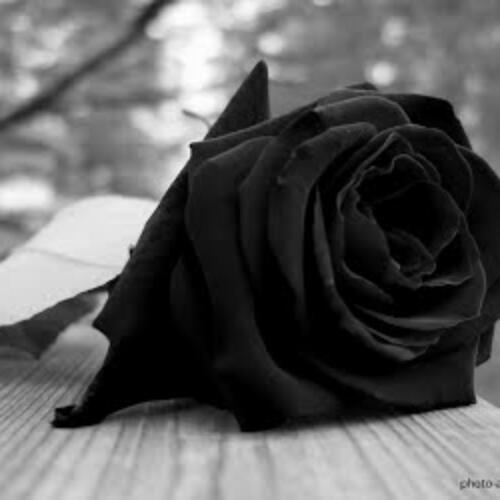 สมาชิกหมายเลข 4862378