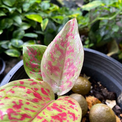 สมาชิกหมายเลข 6926343