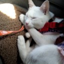 สมาชิกหมายเลข 1108737