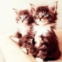 สมาชิกหมายเลข 4085286