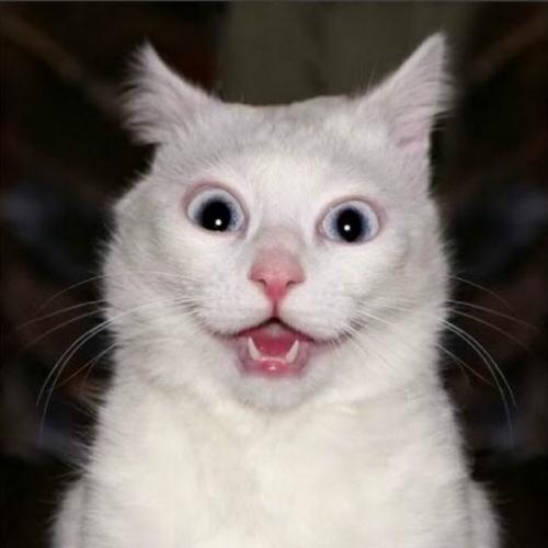 สมาชิกหมายเลข 4322325