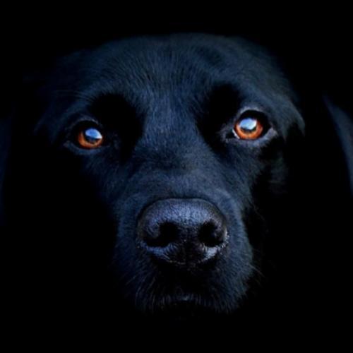 สมาชิกหมายเลข 4862825