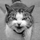 สมาชิกหมายเลข 1108157