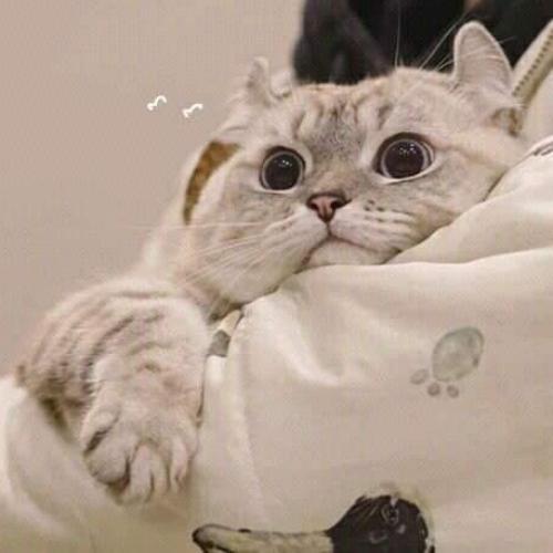 สมาชิกหมายเลข 5685398