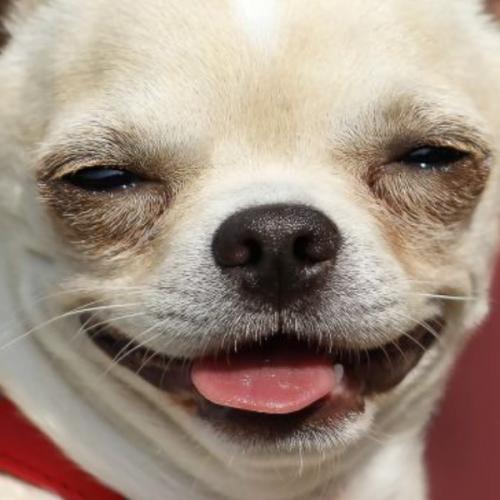 สมาชิกหมายเลข 3235336