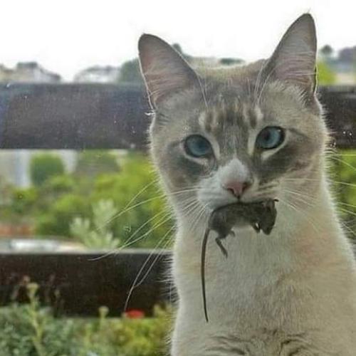 สมาชิกหมายเลข 6927345