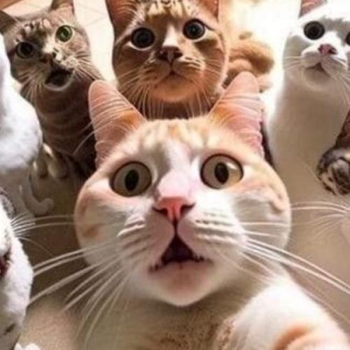 สมาชิกหมายเลข 5331145