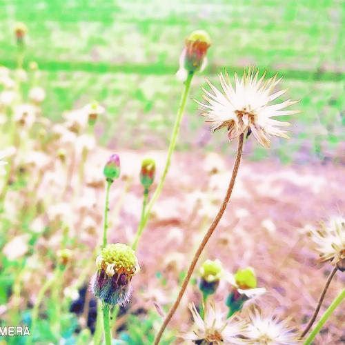 นะชาลีติ