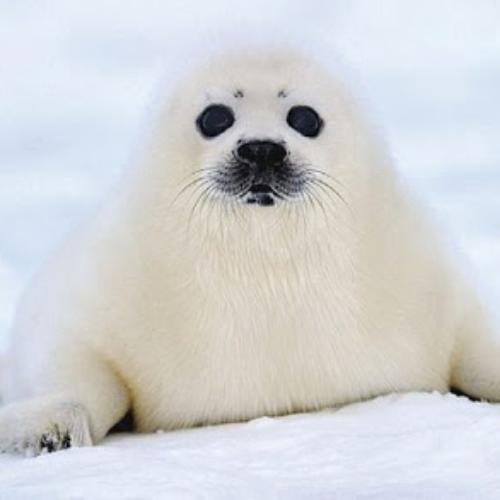 สมาชิกหมายเลข 5083622