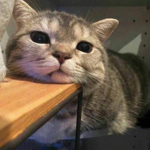 สมาชิกหมายเลข 5685678