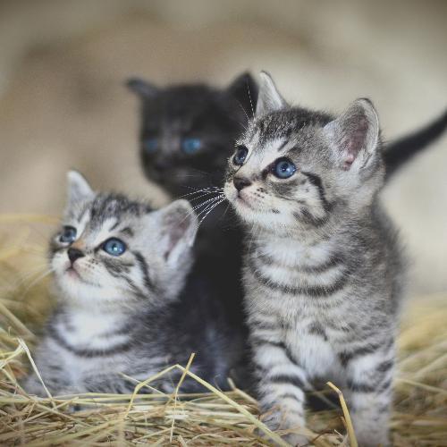 สมาชิกหมายเลข 5685905