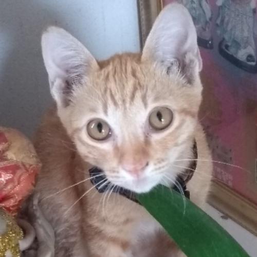 สมาชิกหมายเลข 5686086