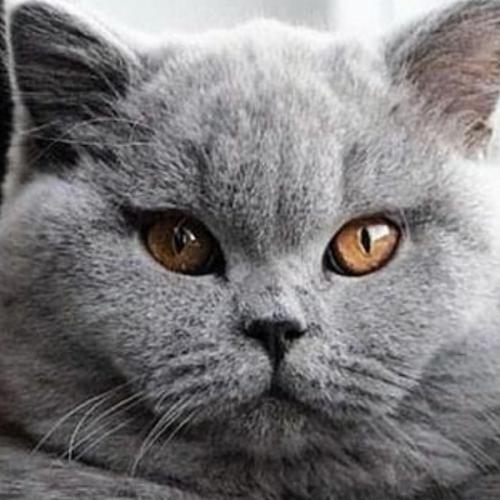 สมาชิกหมายเลข 6268662