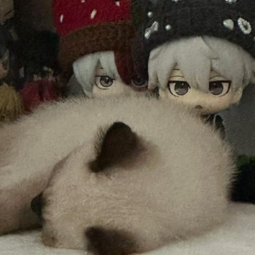 สมาชิกหมายเลข 6003349