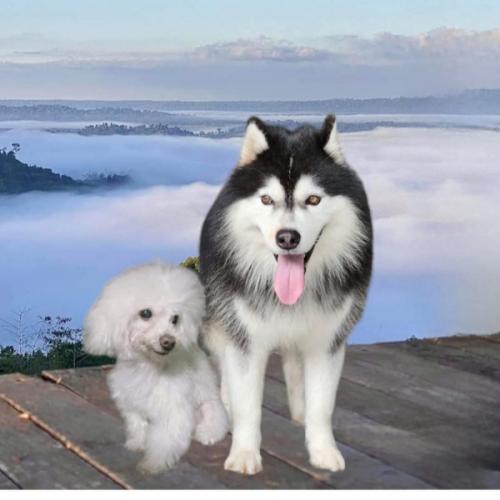 สมาชิกหมายเลข 6654896