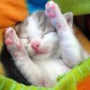 สมาชิกหมายเลข 4085792