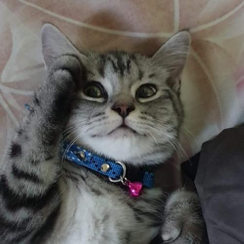 สมาชิกหมายเลข 3034043