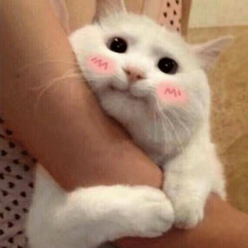 สมาชิกหมายเลข 3565075