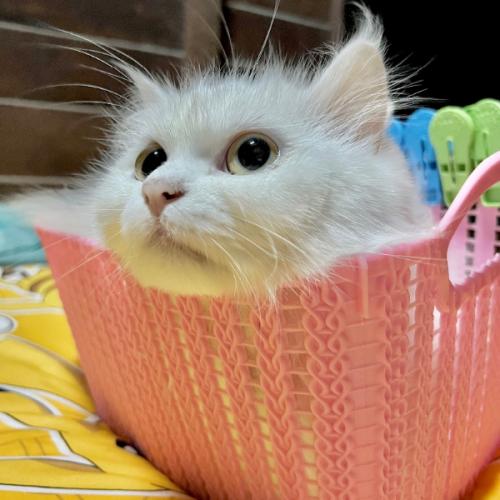 สมาชิกหมายเลข 3944072