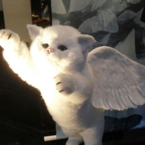 สมาชิกหมายเลข 6270122