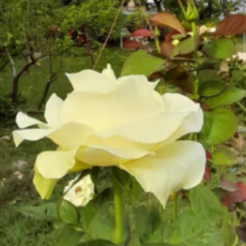 สมาชิกหมายเลข 6791425