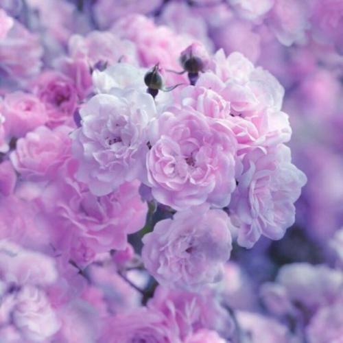 สมาชิกหมายเลข 6208612