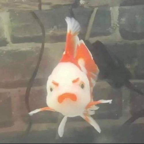 สมาชิกหมายเลข 6259777