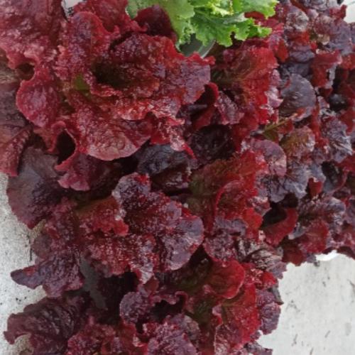 สมาชิกหมายเลข 2658317