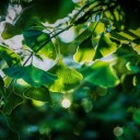 สมาชิกหมายเลข 4087942