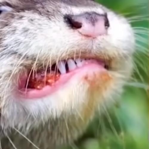 สมาชิกหมายเลข 5687216