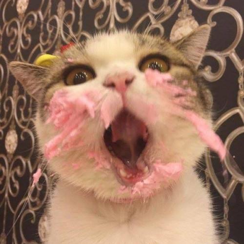 สมาชิกหมายเลข 5688341