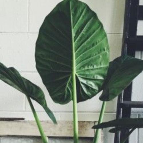 สมาชิกหมายเลข 982458