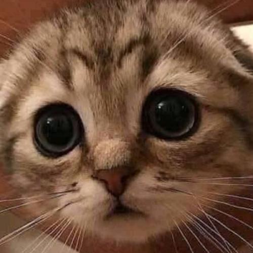 สมาชิกหมายเลข 4296685