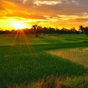 สมาชิกหมายเลข 1556259