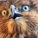 สมาชิกหมายเลข 4038406